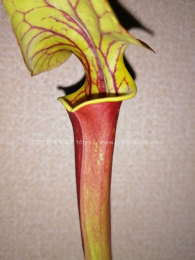 Sarracenia Rubra 2 5または3号 Wherry サラセニア 一正園 食虫植物 21年最新入荷 Wherry